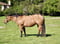 Horse ad