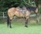 Annuncio cavallo