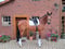 Annuncio cavallo