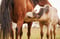 Annuncio cavallo