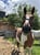 Annuncio cavallo
