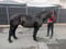 Anuncio de caballos