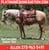 Paardadvertentie