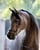 Horse ad