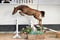 Annuncio cavallo