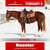 Horse ad