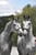 Annonce cheval