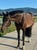 Horse ad