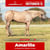 Paardadvertentie