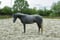 Annuncio cavallo