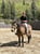 Horse ad