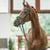 Annuncio cavallo