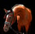 Annonce cheval
