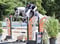 Annuncio cavallo
