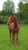 Horse ad