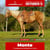 Paardadvertentie