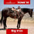 Horse ad