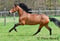 Annuncio cavallo