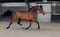 Annonce cheval