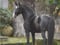 Horse ad