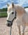Horse ad