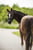 Horse ad