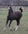 Annuncio cavallo