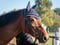 Annuncio cavallo