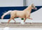 Anuncio de caballos