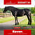 Annonce cheval