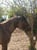 Horse ad