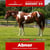 Paardadvertentie