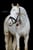 Horse ad