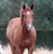 Annuncio cavallo