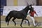Horse ad