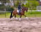 Annuncio cavallo