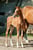 Annuncio cavallo