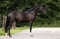 Horse ad