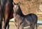Annuncio cavallo