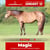 Horse ad