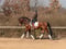 Horse ad