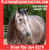 Horse ad
