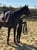Horse ad