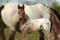 Horse ad