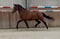 Annonce cheval
