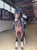 Horse ad