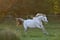 Horse ad