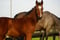 Horse ad