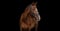 Horse ad