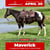 Horse ad